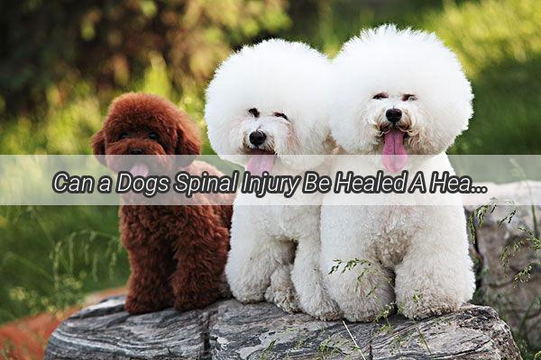 Can a Dogs Spinal Injury Be Healed A Heartwarming Journey of Recovery and Hope